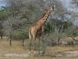 Girafe, réserve de gibier de Selous
