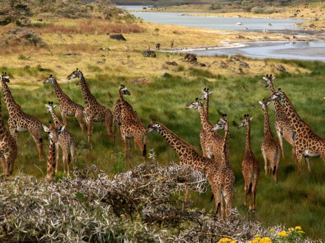 Giraffes