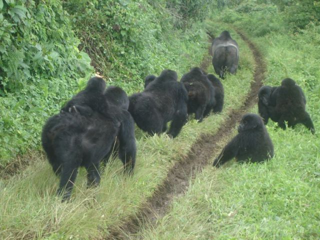 Parc national de Kahuzi-Biega