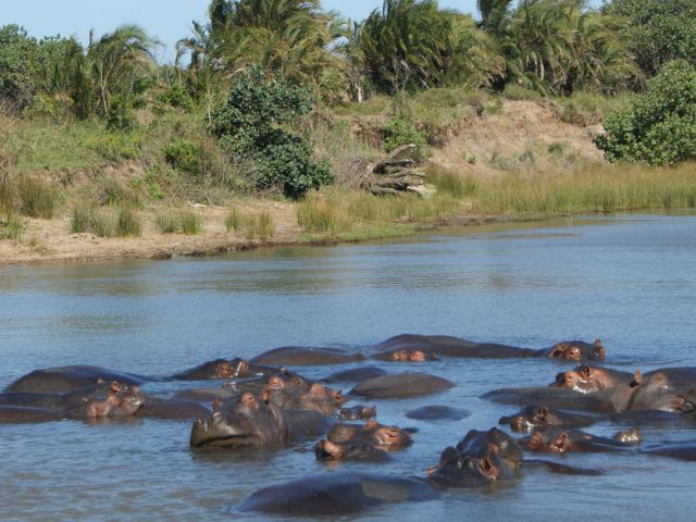 Hippopotamus