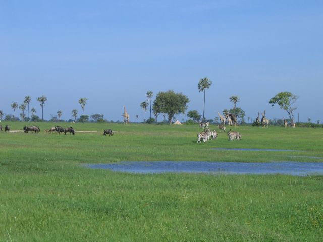 Parc national Hwange