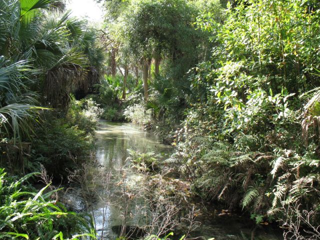 Juniper Springs