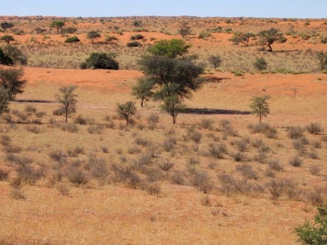 Désert du Kalahari