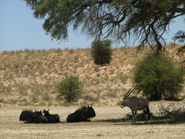 Parc transfrontalier de Kgalagadi