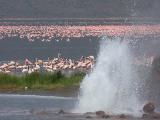 Lac Bogoria, vallée du Grand Rift