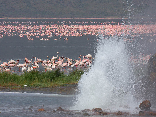 Lake Bogoria