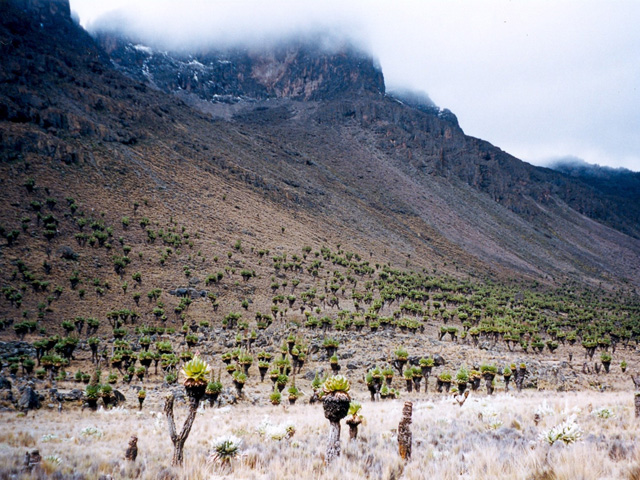 Forêt naturelle du mont Kenya