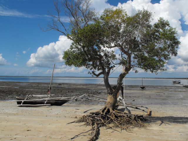 Mangrove tree