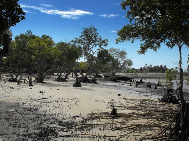 Mangrove trees