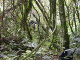 Gorille, forêt impénétrable de Bwindi