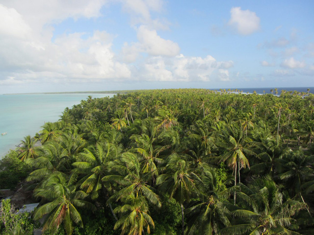 Palm Trees