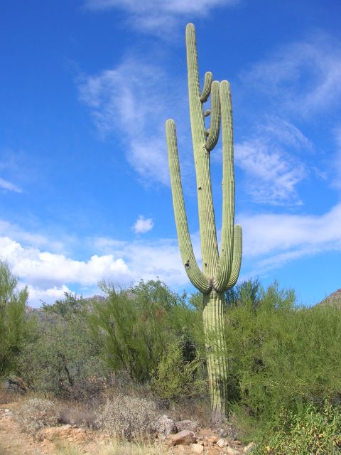 Saguaro