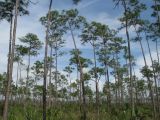 Parc national des Everglades