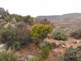 Paysage culturel et botanique du Richtersveld