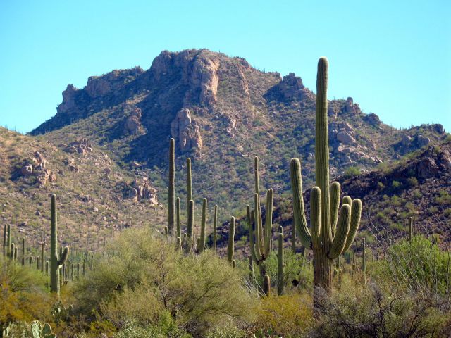 Saguaros