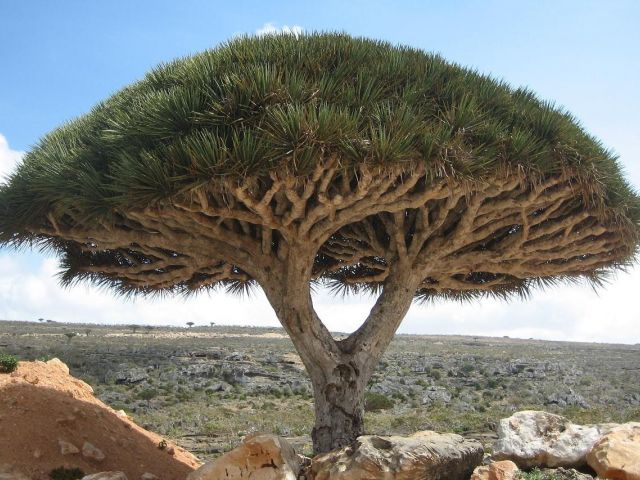 Dragon Tree