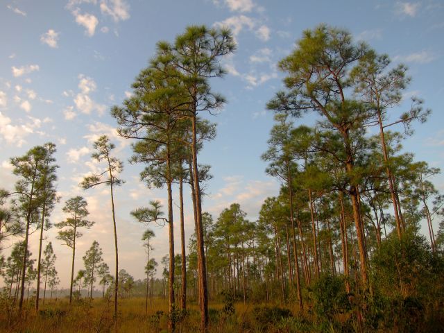 Parc national des Everglades