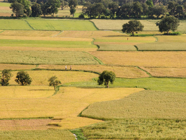 Ta Pa rice field