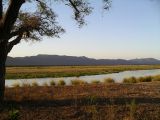 Rivière Zambezi, parc national de Mana Pools