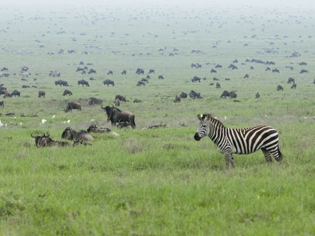 Zebra