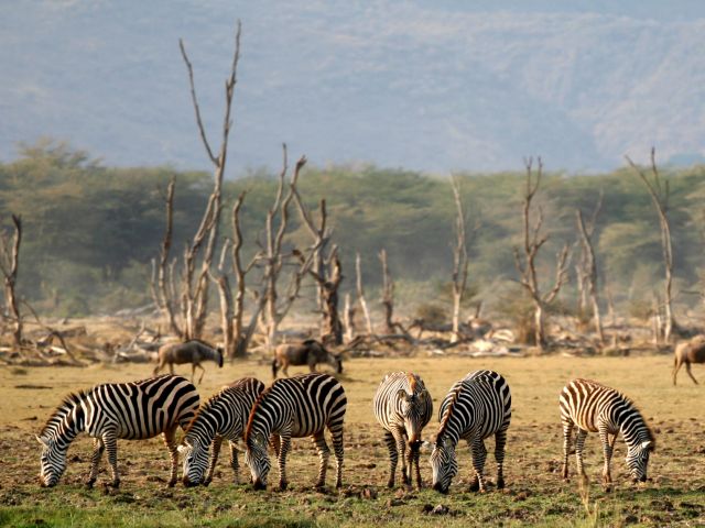 Parc national du lac Manyara