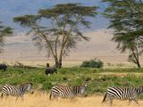 Zèbres, parc national de Serengeti