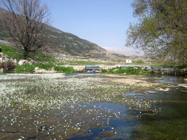 Plaine de la Bekaa