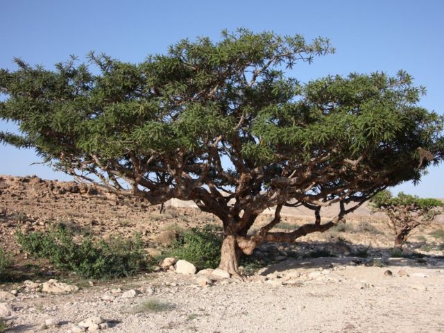 Arbres d'encens