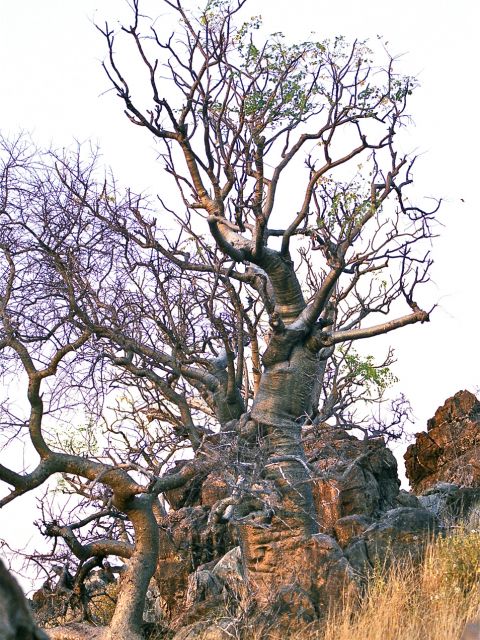 Baobab