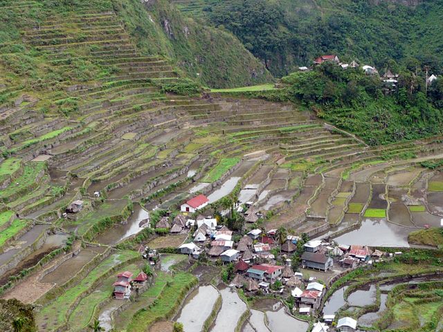 Rizières en terrasses des cordillères des Philippines