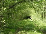 Bison, forêt de Bialowieza