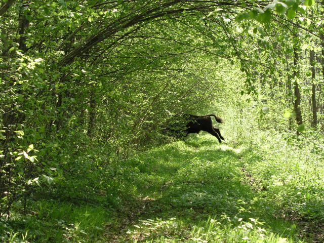 Forêt de Bialowieza