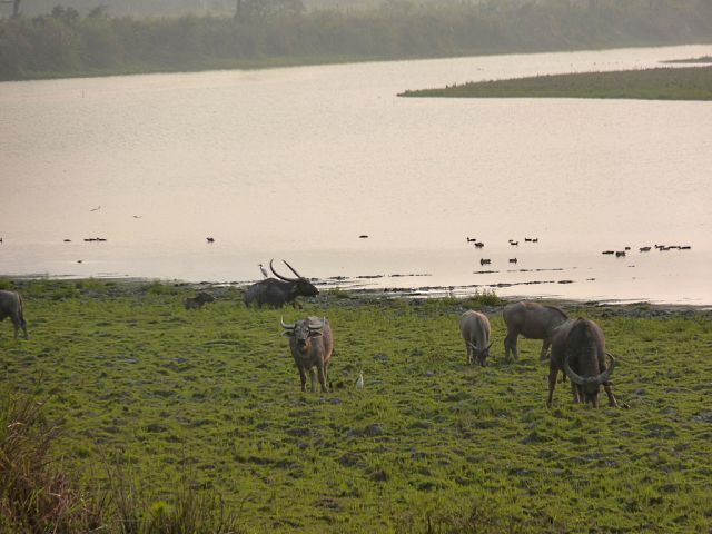 Parc national de Kaziranga