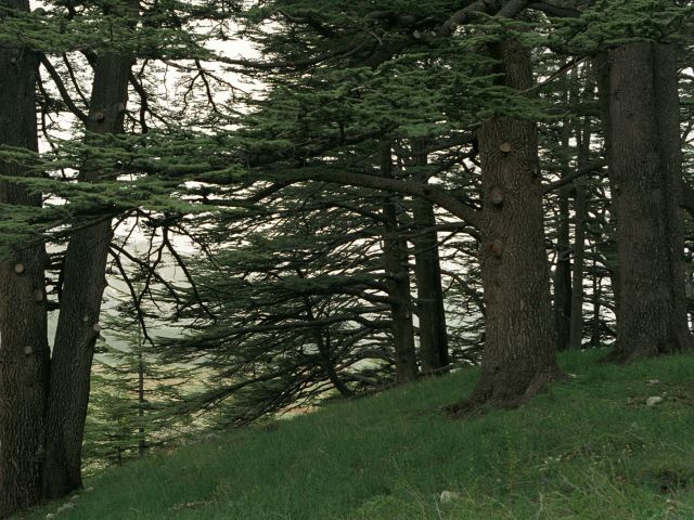 Cedars of God