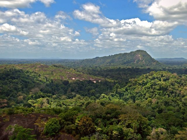 Forêt primaire tropicale