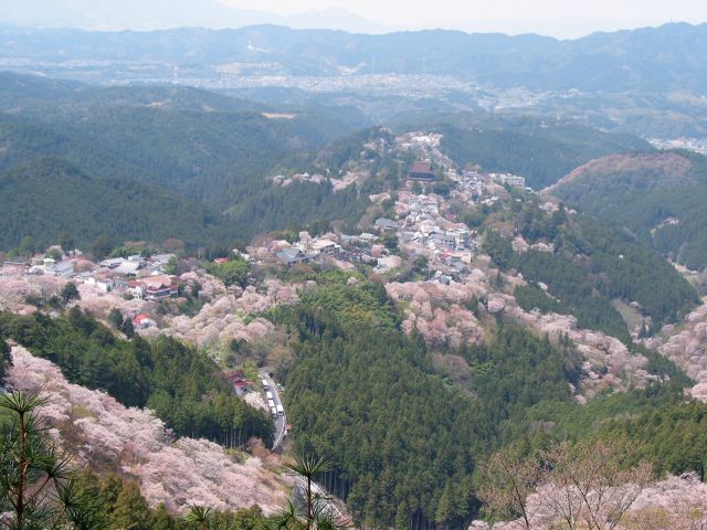 Cherry blossoms