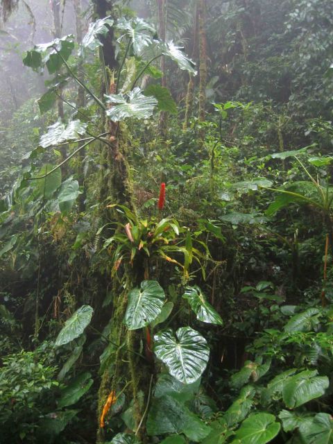 Cloud forest