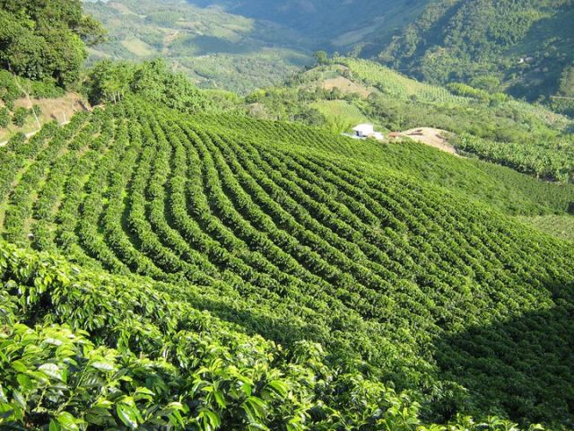 Coffee growing