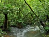 Ruisseau, côte de la découverte - Réserves de la forêt atlantique