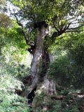 Dai-o sugi, Yakushima