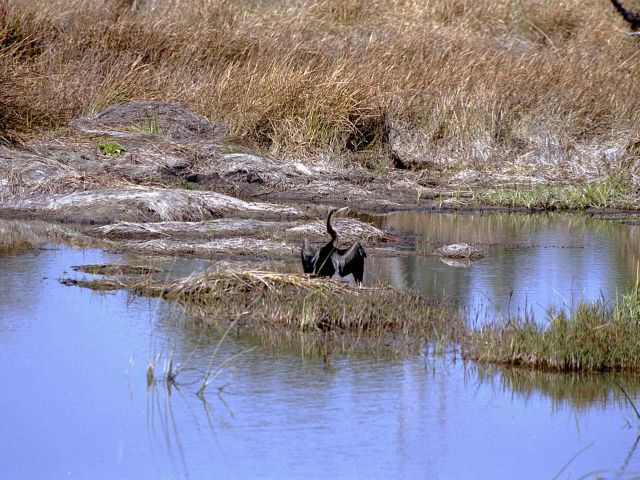 Anhinga