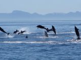 Dauphins, golfe de Californie