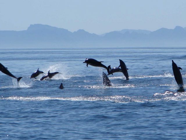 Dolphins