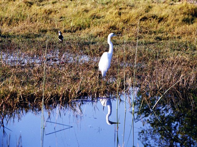 Aigrette