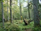 Forêt de Bialowieza