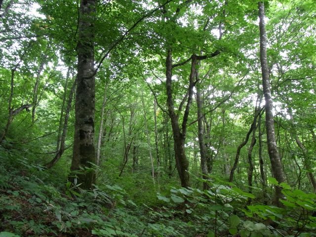 Shirakami Beech Trees