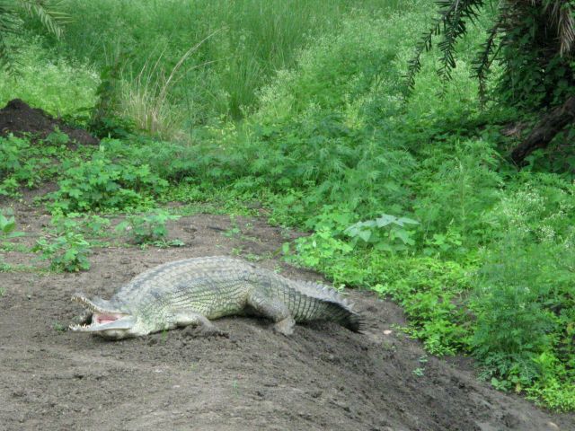 Gharial