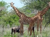 Giraffes, parc national de Los Katios