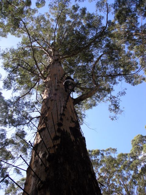 Gloucester Tree