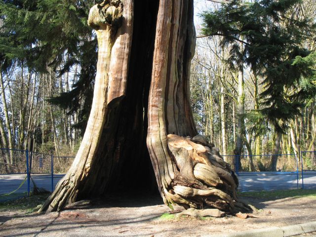 Hollow Tree